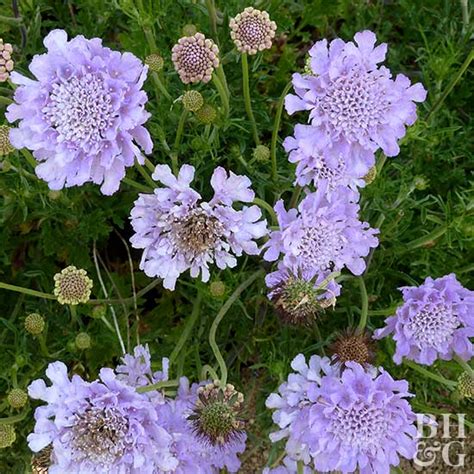 How long do flowers last? 11 Long-Lasting Blooming Perennials