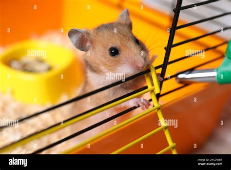Cute Little Fluffy Hamster Looking Out Cage Stock Photo Alamy