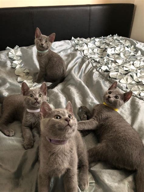 Beautiful boy with calm and sweet character. Pedigree Russian Blue Kittens | London, East London ...