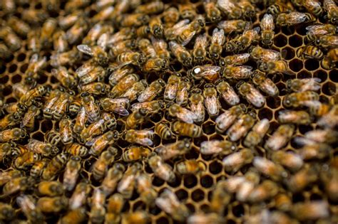 Japanese Honeybees Learned How To ‘cook Asias Murder Hornets To Death