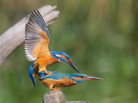 How Do Birds Mate Everything Explained Bird Fact