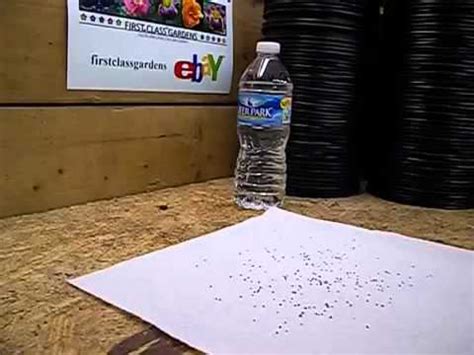 Maybe you would like to learn more about one of these? Cara Penyemaian Benih Rumput Hias (Kochia Scoparia Grass ...