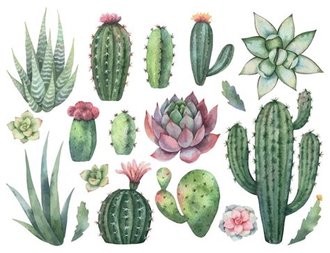 Premium Vector Watercolor Vector Set Of Cacti And Succulent Plants