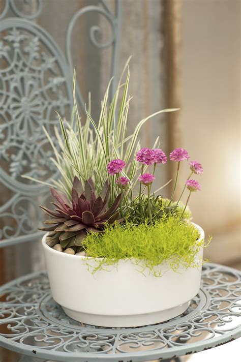 Container Gardening Flowers, Container Plants, Planting Flowers, House