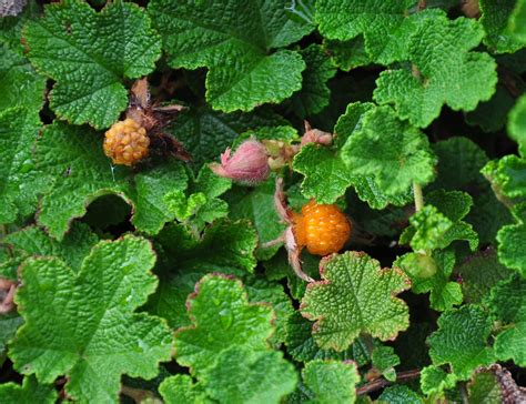 Creeping Raspberry | Creeping Raspberry (Rubus calycinoides)… | Flickr