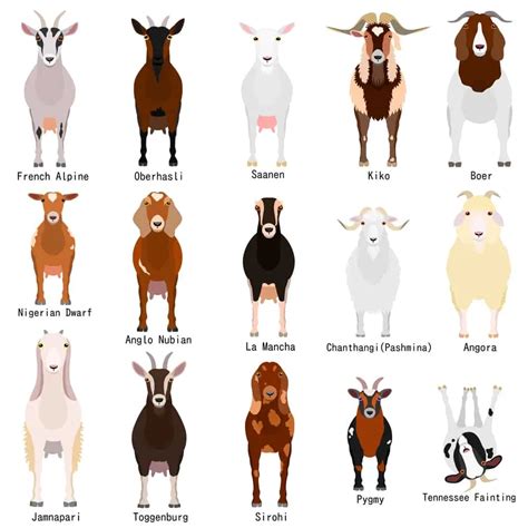 Compelling Reasons For Raising Oberhasli Goats Outdoor Happens