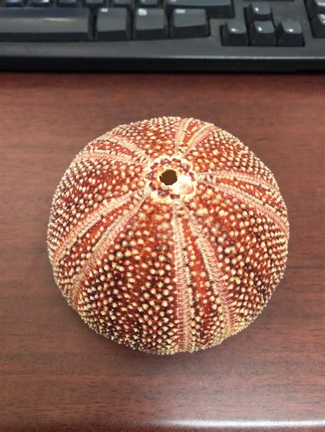 Very Large English Channel Orange Sea Urchin 4 Etsy