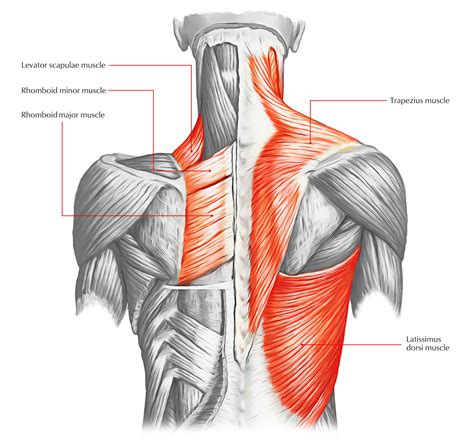 Músculos De La Espalda 28 Principales 【músculos De La Espalda