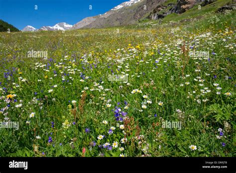 Alpine Wildflower Meadow In The Swiss Alps Below The Matterhorn Near