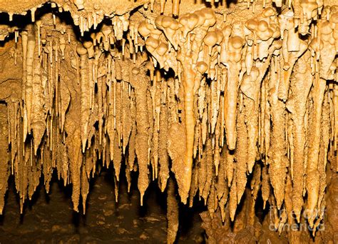 Stalactite Formations In Florida Photograph By Millard H Sharp Pixels