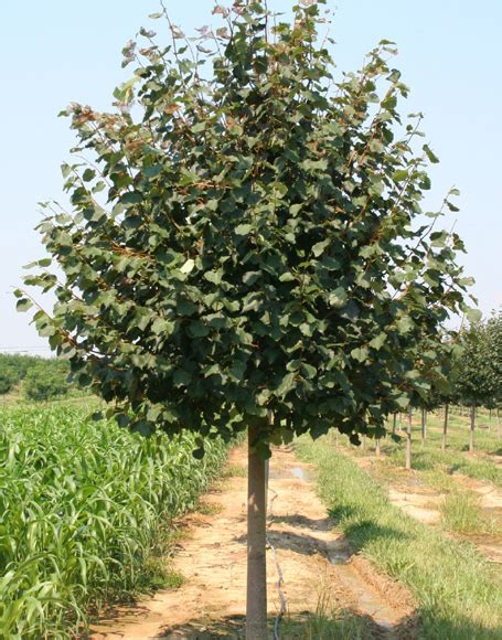 Tilia Cordata ‘greenspire Moon Nurseries