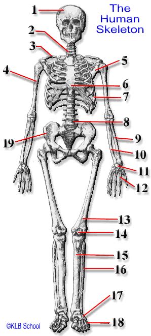 Helps keep bones light in weight epiphyseal line line showing where growth plate used to be. DIAGRAM Human Skeleton Diagram Labeling Game FULL Version HD Quality Labeling Game - WIRING37 ...