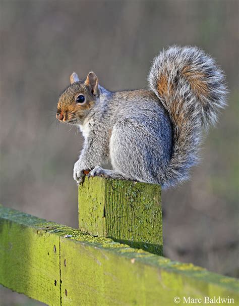 Flying squirrels form a deep bond with their human owner and enjoy spending time climbing around or sleeping in their owner's clothing. Do squirrels make good pets? | Wildlife Online