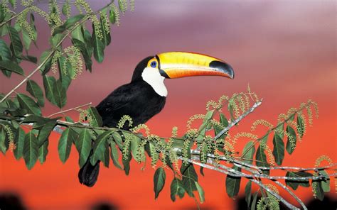 Toucan Hd Wallpaper Background Image 1920x1200 Id384476