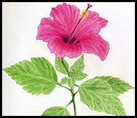 For a pen drawing to look nice, each mark should be drawn with confidence. How to Draw Flowers : Drawing Tutorials & Drawing & How to ...