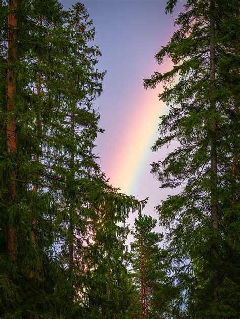 Free Images Rainbow Sky Tree Nature Natural Environment