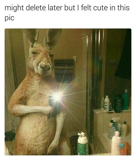 Kangaroo Feeling Cute Might Delete Later Know Your Meme