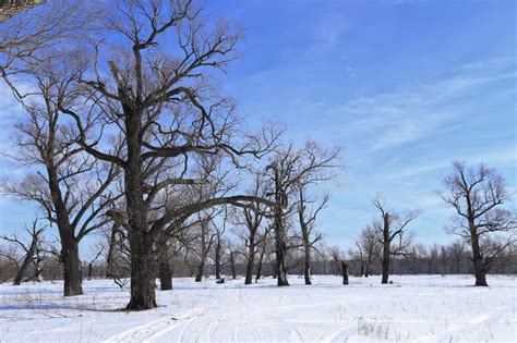 Oak Trees In Winter Stock Image Image Of Frosty Cool 52741391