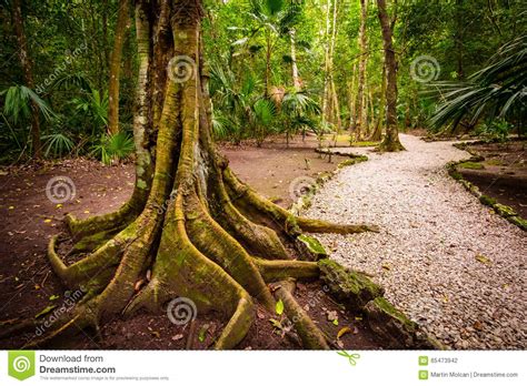 Landscape View Old Jungle Tree Roots And Pathway Stock