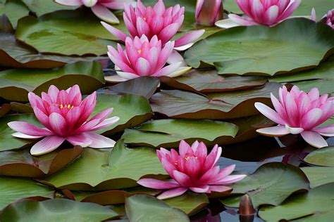 Water Lily Root Large Pink Flowers Bare Root Plant Rhizome ￡378