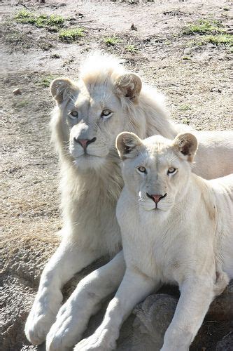 White Lions Albino Animals Animals Rare Animals