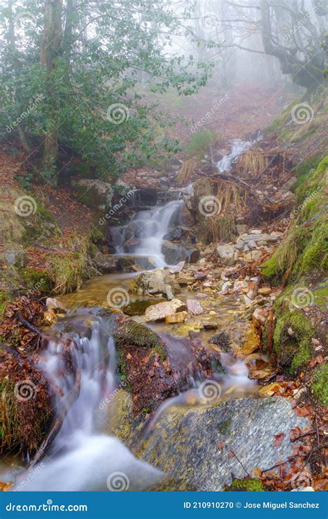 Foggy Landscape In Beech Forest Of A Magical Forest With Enchanted