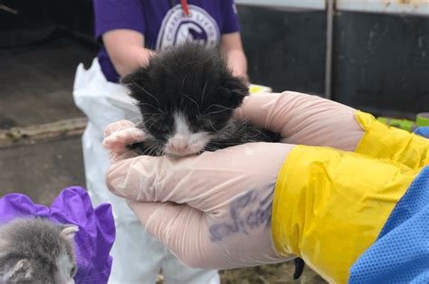 Hundreds Of Living Dead Cats Removed From ‘toxic Central Iowa
