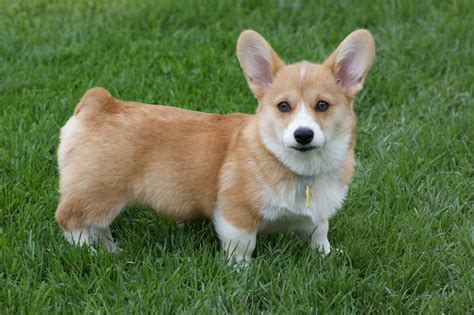 Corgi puppies are the epitome of cute. Cute corgi puppy | ♥Corgi's♥ | Pinterest