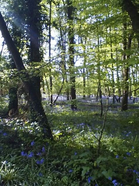 English Bluebell Wood English Bluebells Bluebells Tree