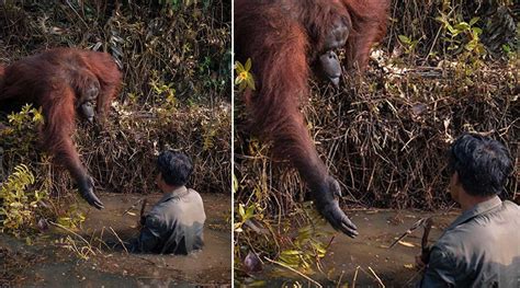 Orangutan Offers Helping Hand To Man Stuck In Snake Filled River