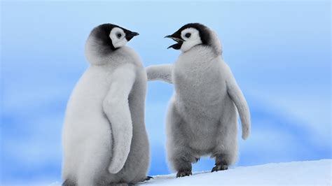 Cute Baby Penguins Wallpaper 1600x900 45958