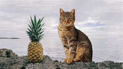 Helping Your Cat To Enjoy Its Favorite Fruit Can Cats Eat Pineapple