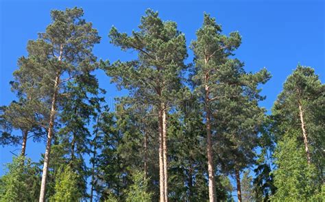 Tall Pine Trees At The Edge Of A Large Plantation Stock Photo Image