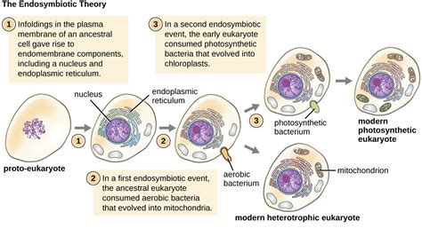 Foundations Of Modern Cell Theory Microbiology