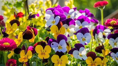 Pansy Flowers Wallpapers Top Free Pansy Flowers Backgrounds