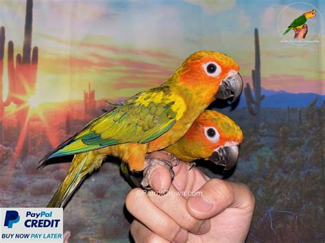 Sun Conures