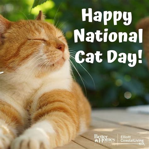 Happy National Cat Day🐱 ☀️ Contact Us⁠ 701 Sea Mountain Highway
