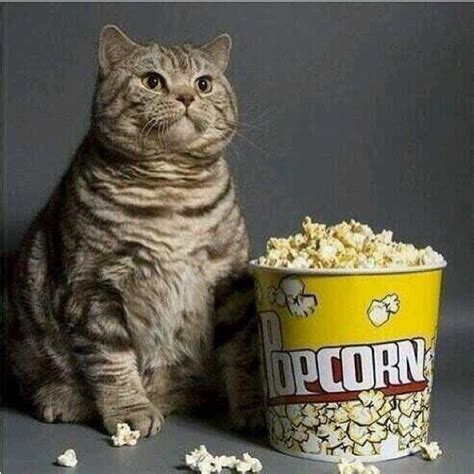 The stuff that makes popcorn taste delicious to us is a different story. Cat eating popcorn | Crazy funny memes, Relatable, Funny ...