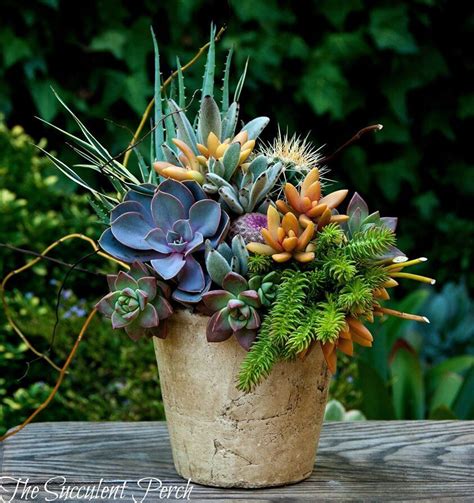 Succulents Container Gardening Pinterest Beautiful