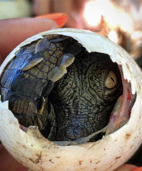 A Hatching Crocodile Rnatureismetal