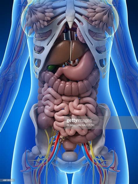 Female Anatomy Artwork ストックイラストレーション Getty Images