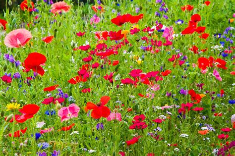 Plant A Miniature Wildflower Meadow In Your Garden Community