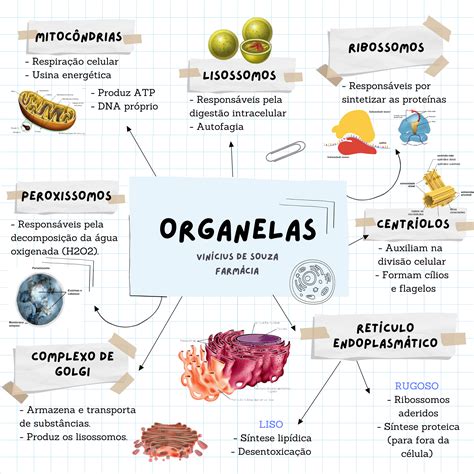 Mapas Mentais Sobre Organelas Citoplasm Ticas Study Maps The Best