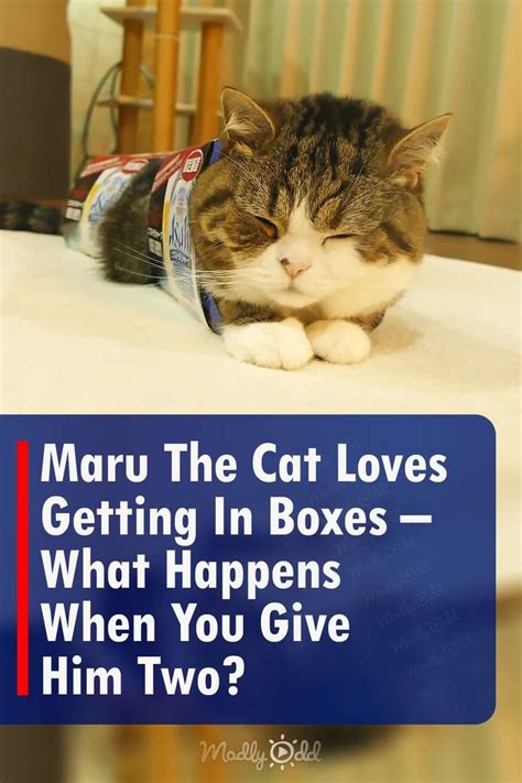Maru The Cat Loves Getting In Boxes What Happens When You Give Him