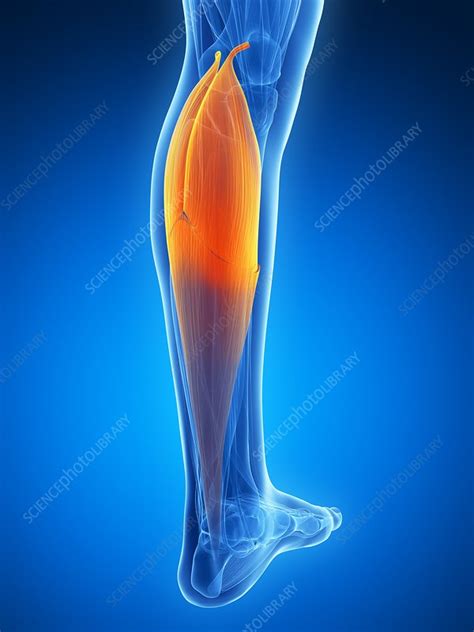Human Calf Muscle Artwork Stock Image F0095746 Science Photo
