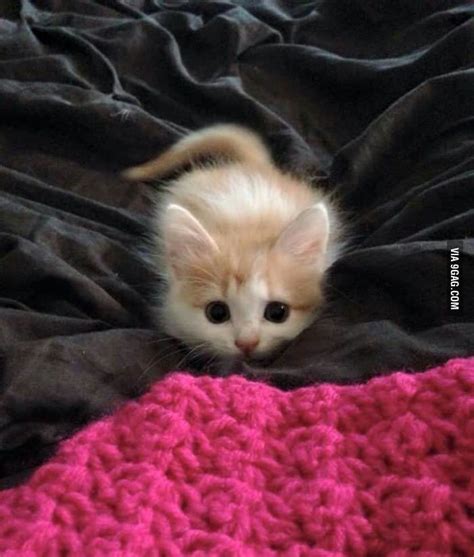 Your Daily Dose Of Cuteness Cute Animals Cute Little Kittens Funny
