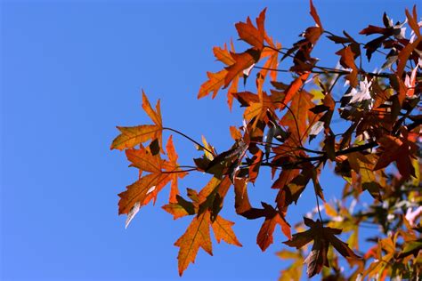 Free Images Nature Branch Sky Sunlight Fall Flower Red Autumn