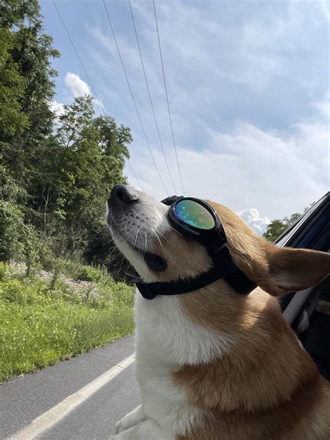 Tried The Doggles In Action For The First Time Rcorgi