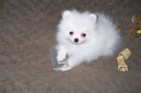 Pin On Pomeranian Puppies For Sale