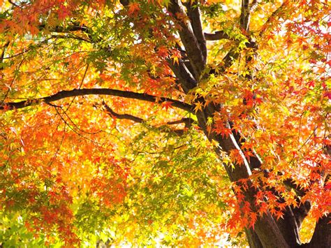 How to make your autumn garden more colourful - Saga